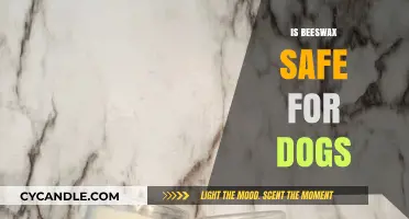 Is Beeswax Safe for Dogs? A Pet Owner's Guide
