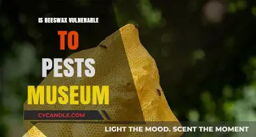 Protecting Beeswax Artifacts: Pest Risks in Museum Collections Explored