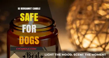 Are Bergamot Candles Safe for Dogs? Essential Pet Safety Tips
