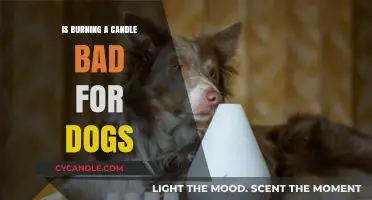 Are Candles Harmful to Dogs? Pet Safety Tips Revealed