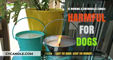 Citronella Candles and Dogs: Are They a Harmful Combination?