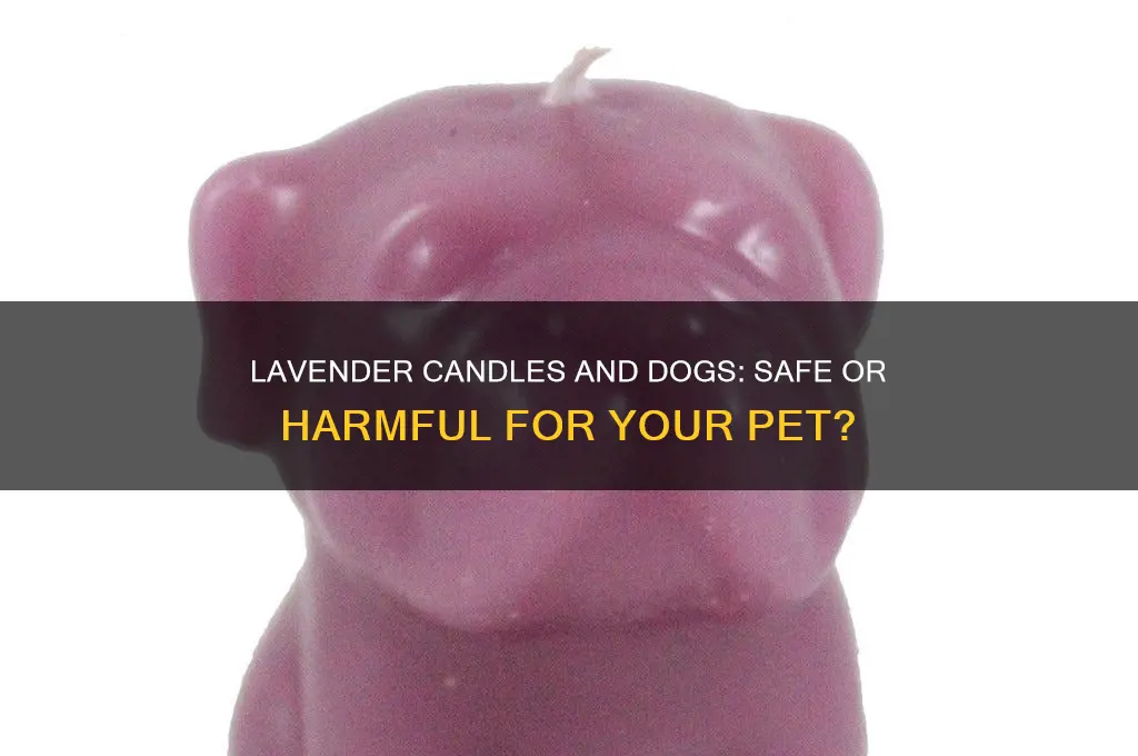 is burning a lavender candle okay for your dog