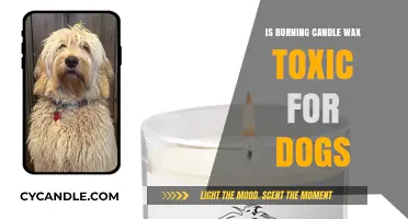 Is Burning Candle Wax Harmful to Your Dog's Health?