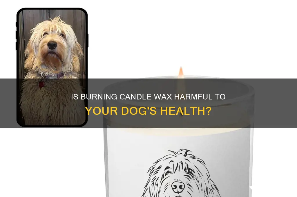 is burning candle wax toxic for dogs