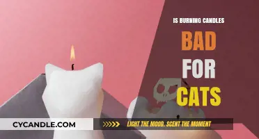 Are Burning Candles Harmful to Cats? What Pet Owners Should Know