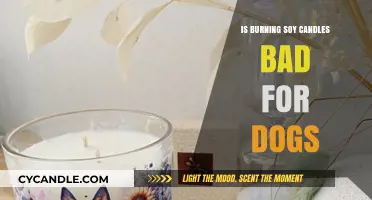 Are Soy Candles Safe for Dogs? What Pet Owners Need to Know