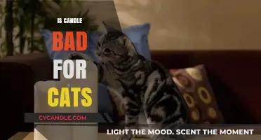 Candles and Cats: A Toxic Mix?