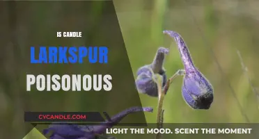 Candle Larkspur: Toxic Beauty or Safe?