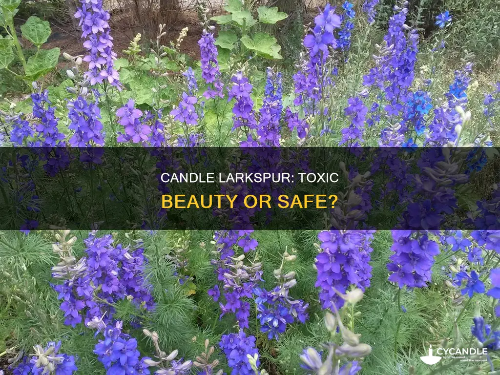 is candle larkspur poisonous
