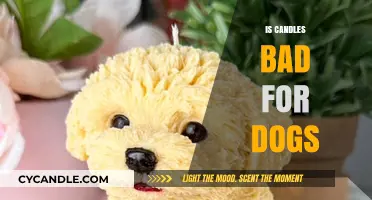 Candles and Dogs: A Toxic Mix?