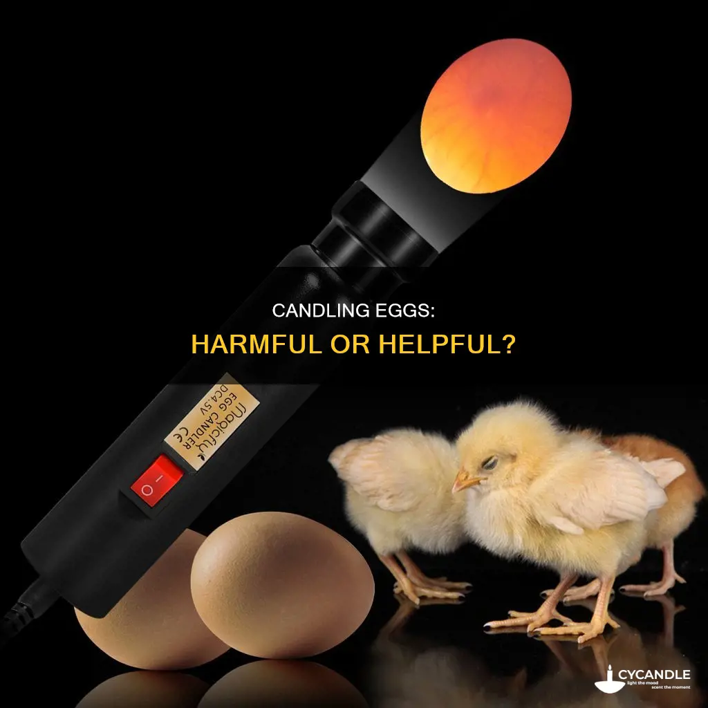 is candling bad for eggs