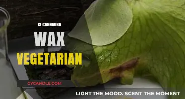 Exploring Carnauba Wax: A Vegetarian's Guide to Natural Auto Care