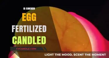 How Candling Reveals the Fertility of Chicken Eggs