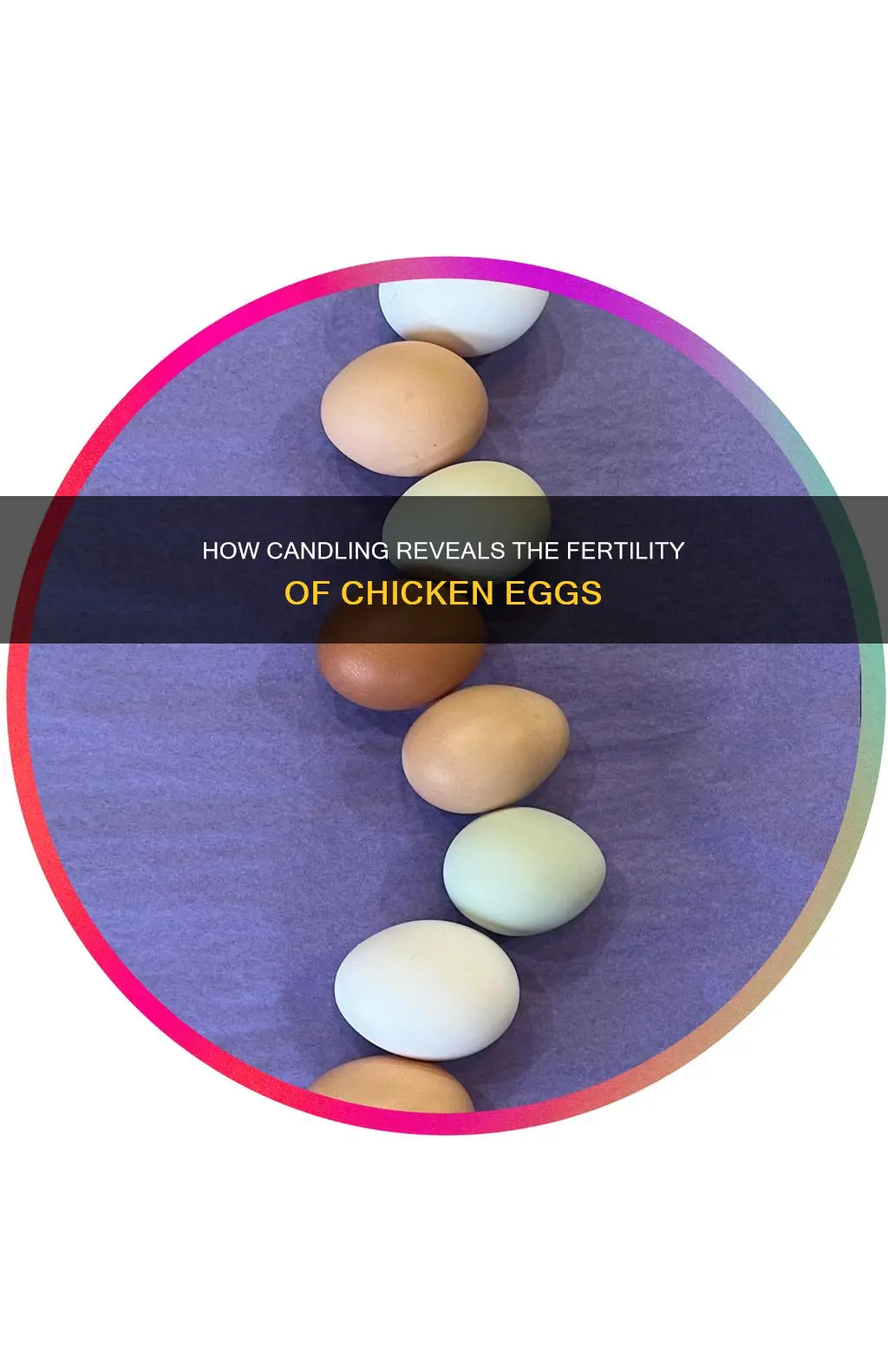 is chicken egg fertilized candled