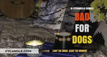 Citronella Candles: Are They Safe for Dogs?