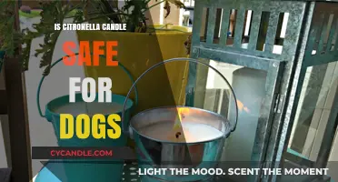 Citronella Candles and Dogs: Safety Tips for Pet Owners