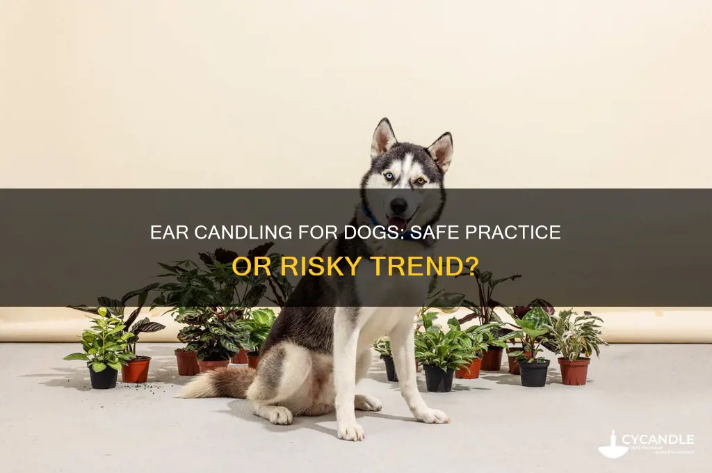 is ear candling safe for dogs