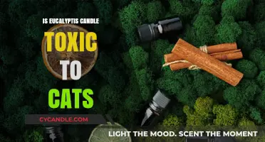 Eucalyptus Candles: Are They Safe for Cats?