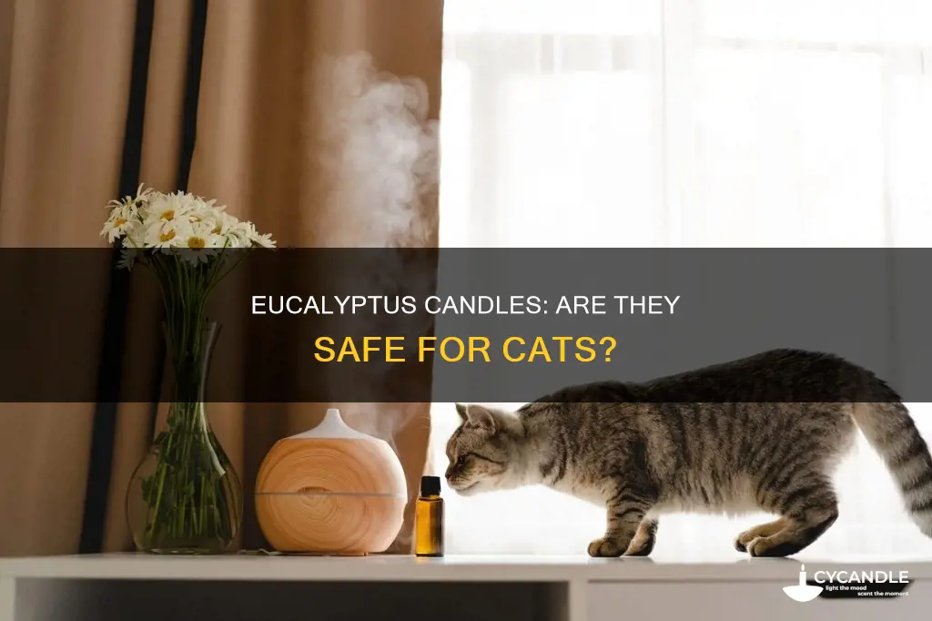 is eucalyptis candle toxic to cats
