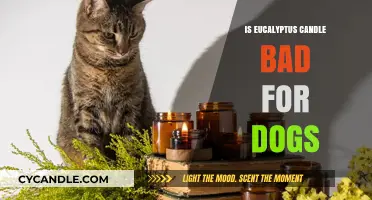Eucalyptus Candles: Are They Safe for Dogs?