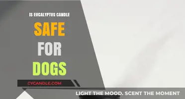 Are Eucalyptus Candles Safe for Dogs? What Pet Owners Need to Know