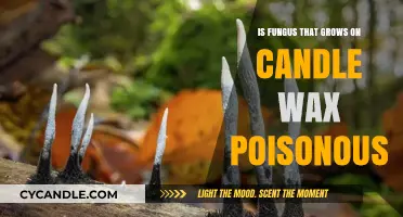 Is Wax Fungus Toxic? Uncovering the Truth About Candle Mold