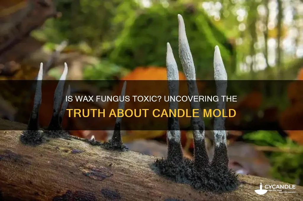 is fungus that grows on candle wax poisonous