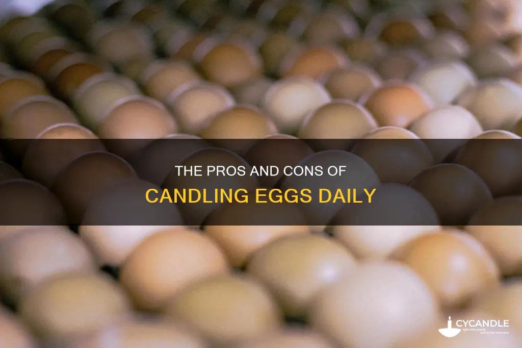 is it bad to candle eggs every day