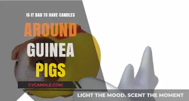 Candles and Guinea Pigs: A Safe Combination?