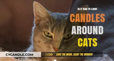 Candles and Cats: Safe Practices for a Cozy Feline-Friendly Home