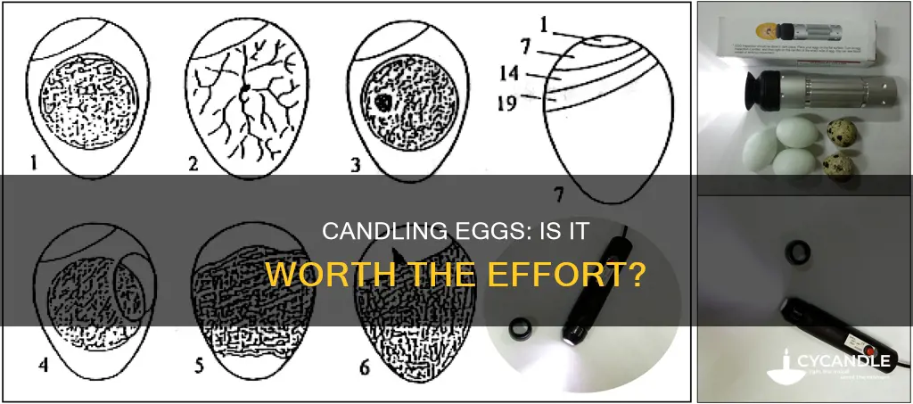 is it necessary to candle eggs