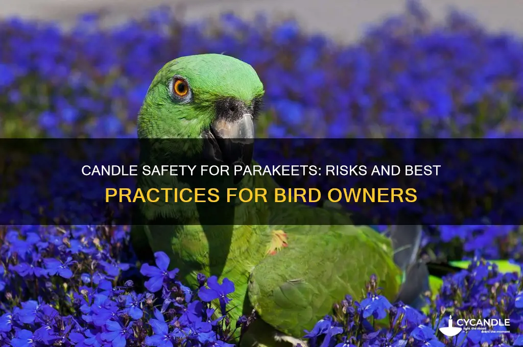 is it ok to burn candle around parakeet