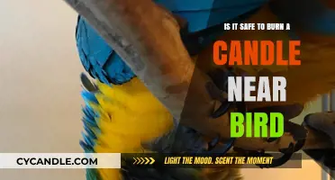 Candles and Birds: Understanding the Safety Risks of Burning Near Pets