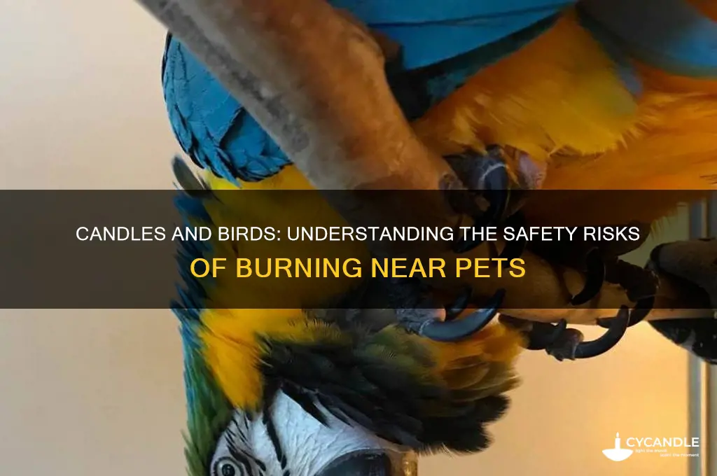 is it safe to burn a candle near bird