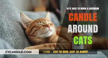 Lavender Candles and Cats: Safe or Harmful? Expert Insights