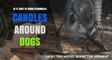 Citronella Candles and Dogs: Safe or Harmful? What Pet Owners Need to Know