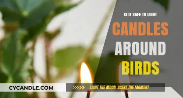 Candles and Birds: Safe Practices for a Cozy, Bird-Friendly Home