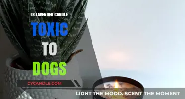 Candle Toxicity: Are Lavender Candles Harmful to Dogs?