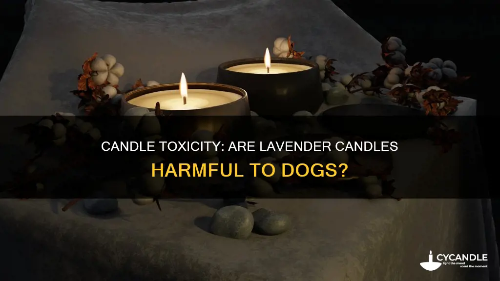 is lavender candle toxic to dogs