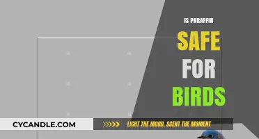 Is Paraffin Safe for Birds? Exploring Potential Risks and Alternatives