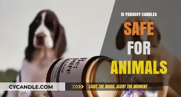 Are Parasoy Candles Pet-Safe? A Guide for Animal Lovers
