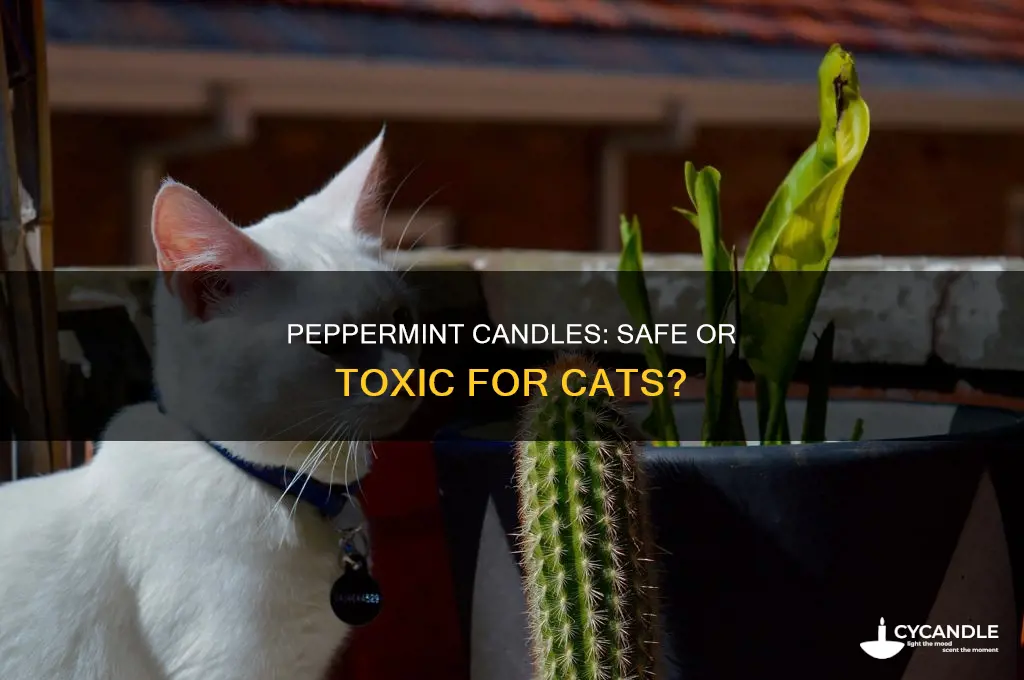 is peppermint candle bad for cats