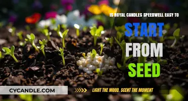Growing Royal Candles Speedwell: Seed-Starting Tips