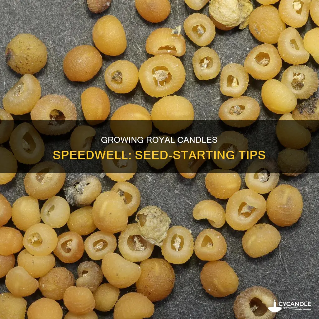 is royal candles speedwell easy to start from seed