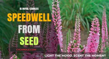 How to Grow Speedwell from Seeds