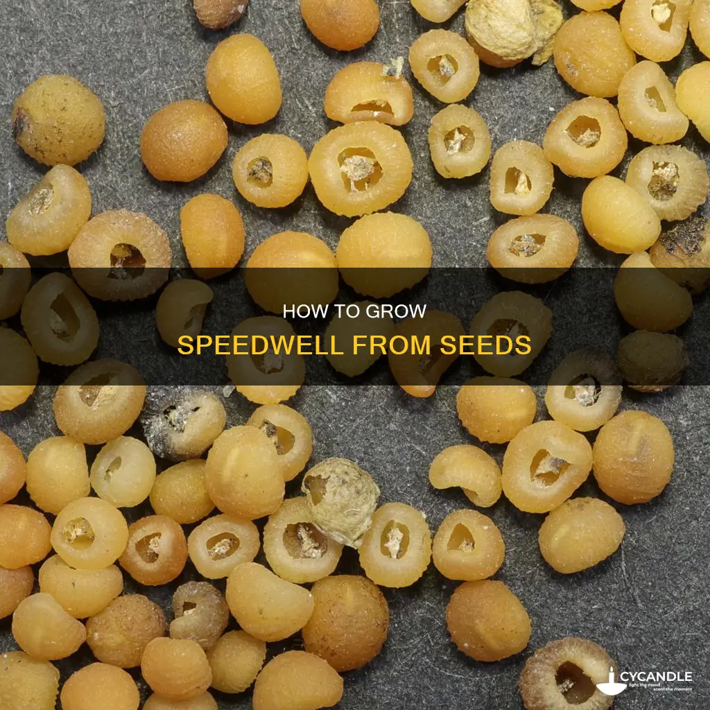 is royal candles speedwell from seed