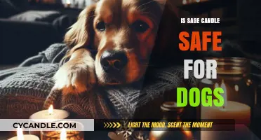 Are Sage Candles Safe for Dogs? What Pet Owners Need to Know
