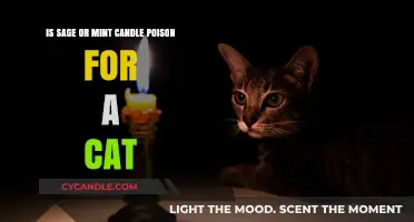 Candle Scents: Are They Toxic to Cats?