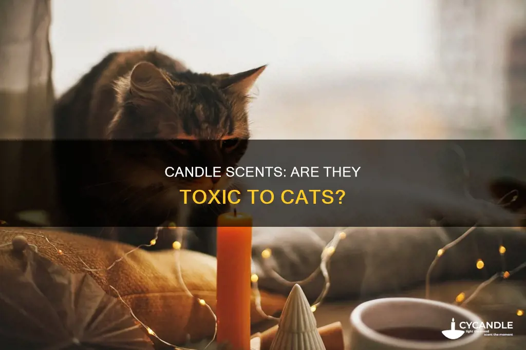 is sage or mint candle poison for a cat