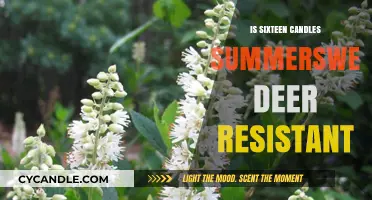 Summersweet Deer Resistance: Sixteen Candles Variety